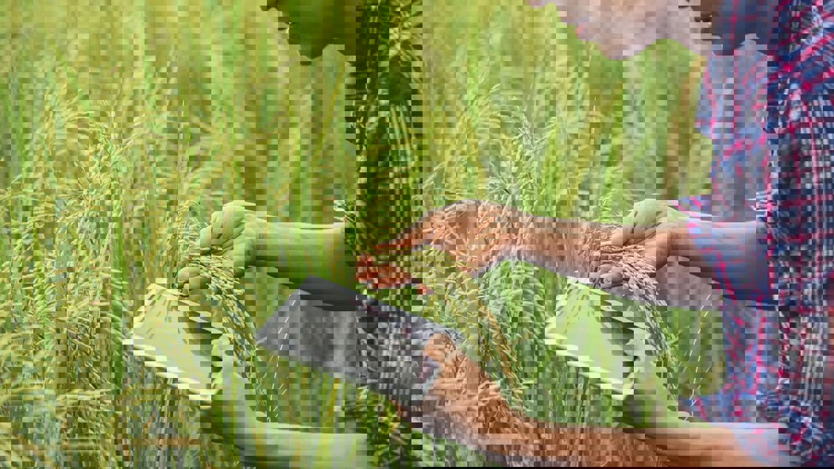 الضوء.. تكنولوجيا جديدة تكشف آفات المحاصيل الزراعية وتزيد الإنتاج