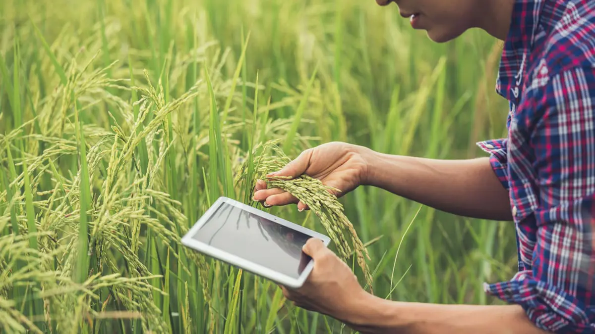 الضوء.. تكنولوجيا جديدة تكشف آفات المحاصيل الزراعية وتزيد الإنتاج