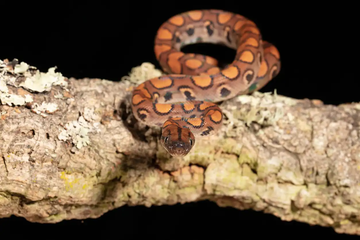 أفعى بوا البرازيلية قوس قزح