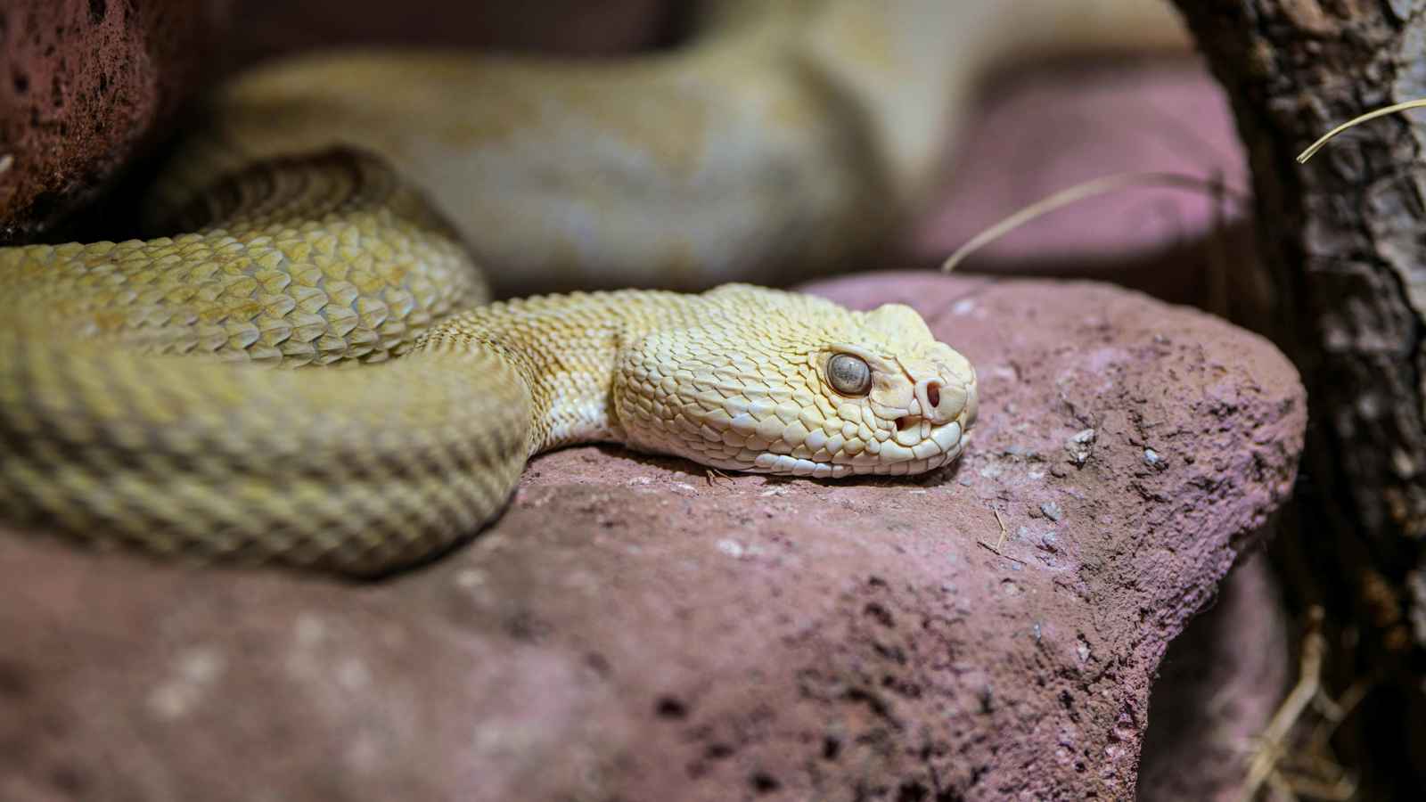 الكشف عن تزايد لدغات الثعابين السامة في ولاية فلوريدا.. ما السبب؟