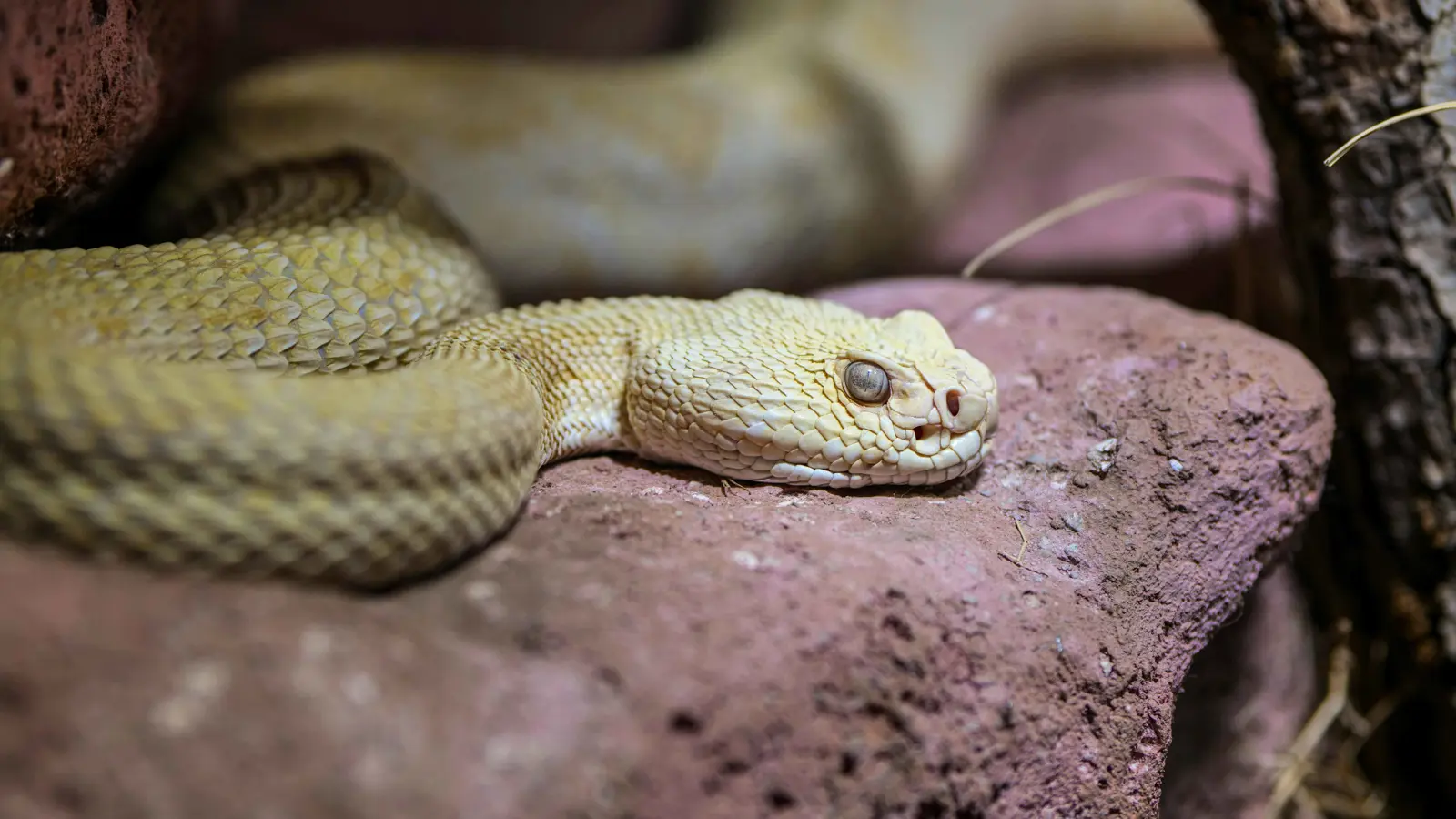 الكشف عن تزايد لدغات الثعابين السامة في ولاية فلوريدا.. ما السبب؟