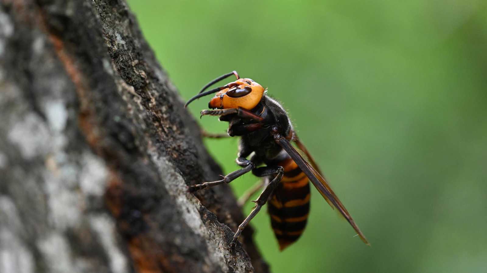 مصرع أب وأبنه بهجوم دبابير عملاقة