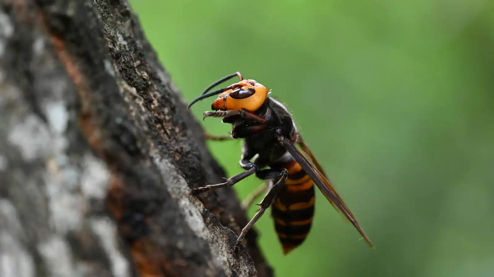 مصرع أب وأبنه بهجوم دبابير عملاقة