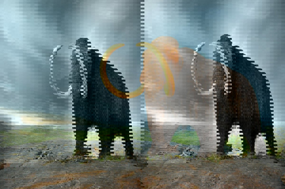 شركة أسترالية تصنع لحم الماموث المنقرض في المختبر