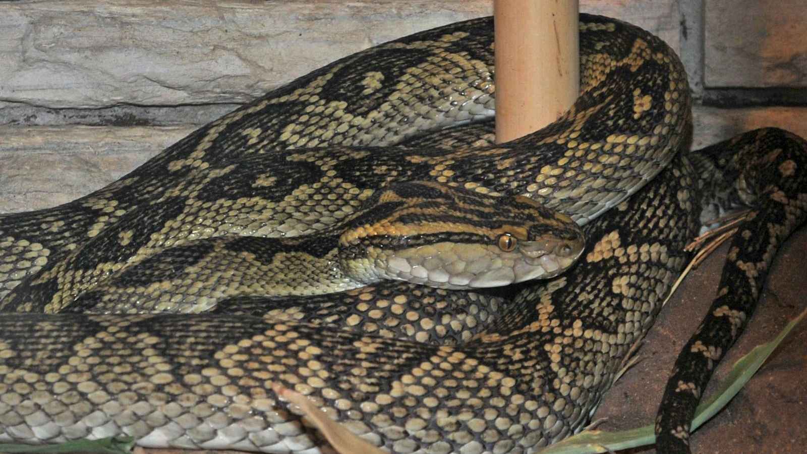 "الهابو".. ثعبان سام يتحول إلى طبق شهي في اليابان