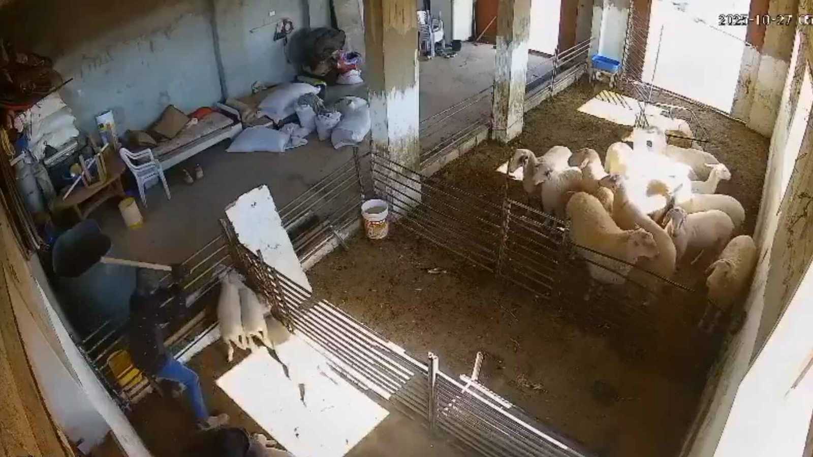 عذبوا الحيوانات بوحشية.. مستوطنون يثيرون الرعب في الضفة الغربية (فيديو)