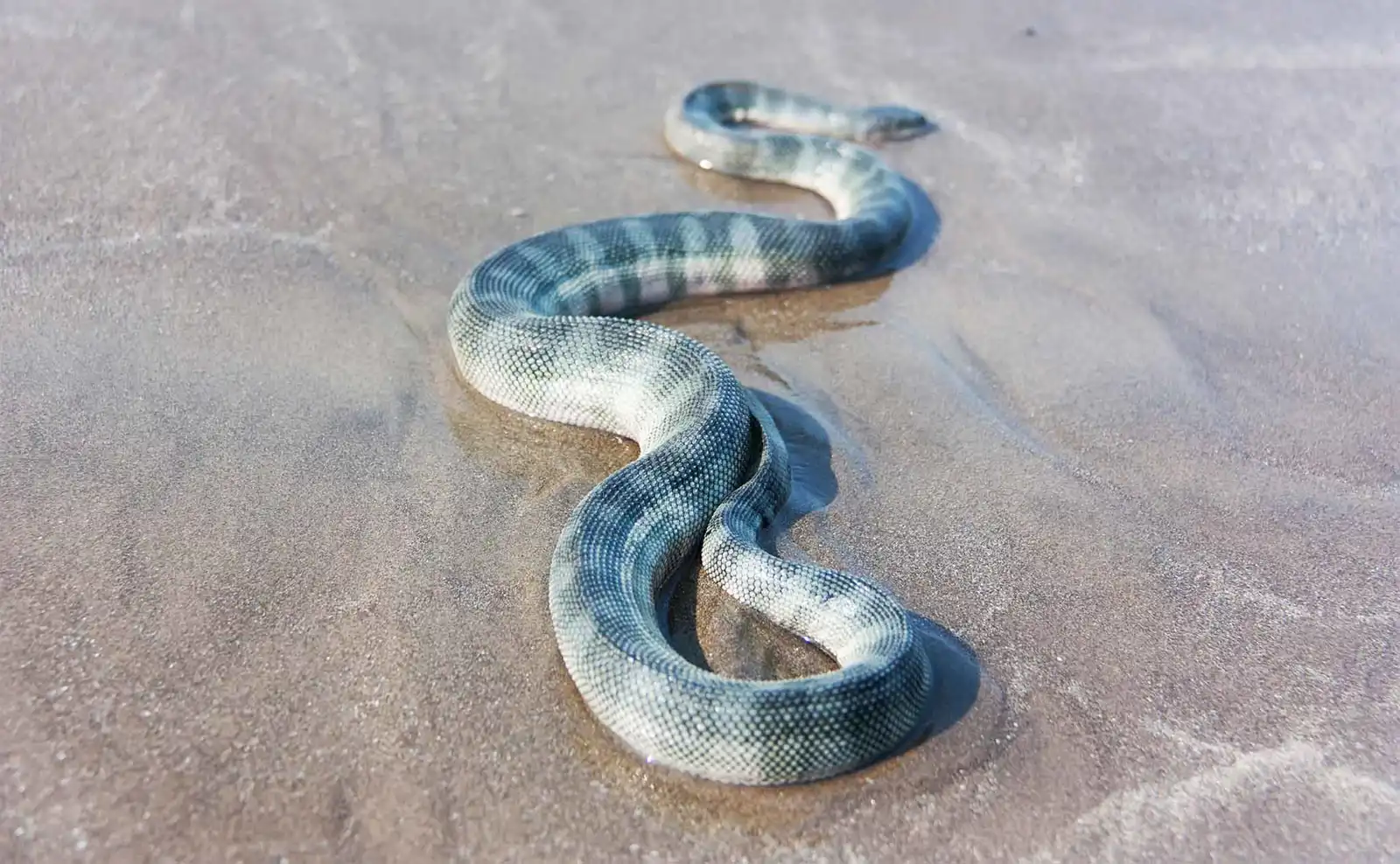 ثعبان Enhydrina schistosa