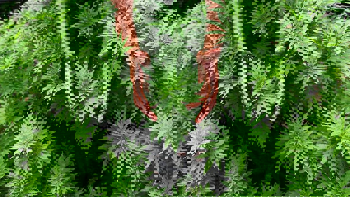 ألمانيا تفتح الطريق أمام تشريع استهلاك "الحشيش" لغايات الترفيه
