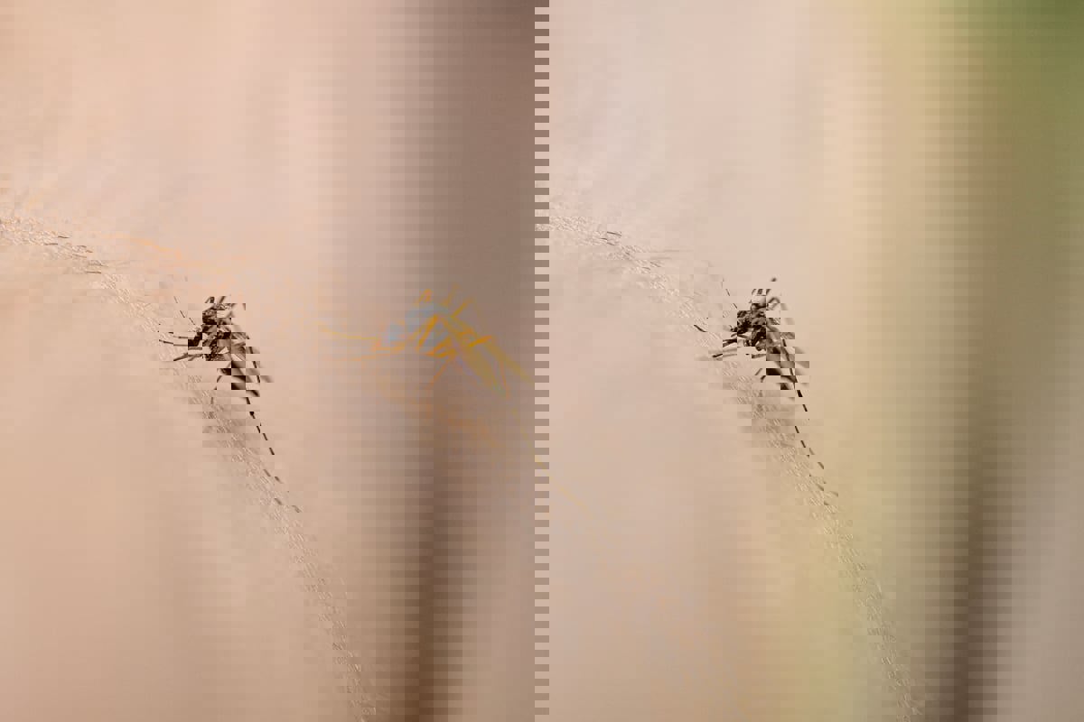 "أمراض البعوض" تشكل تهديدًا متزايدًا على مستوى العالم