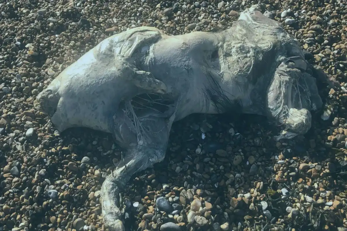 جسم غريب على أحد شواطئ بريطانيا