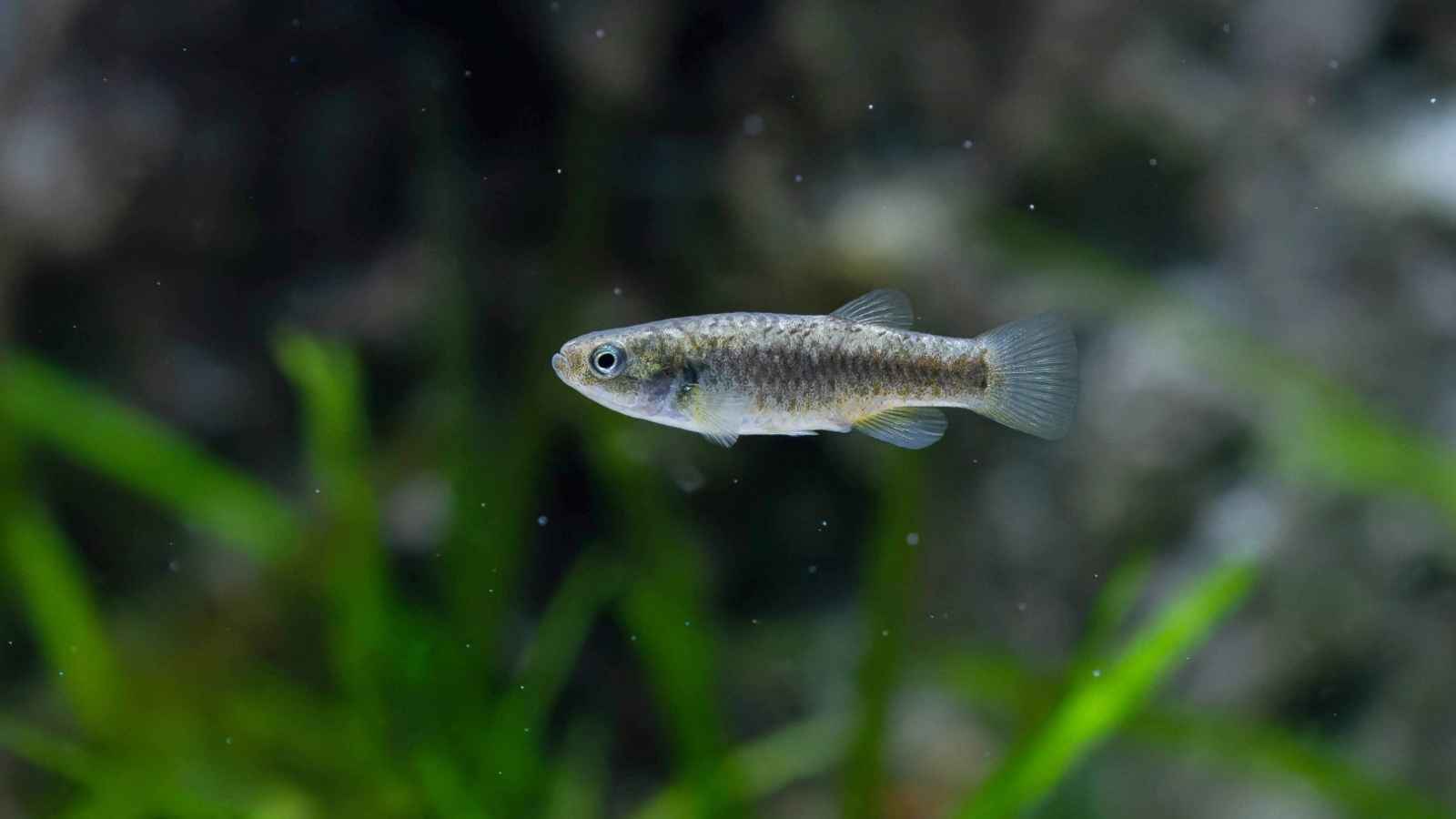 الجزائر.. العثور على سمكة مهددة بالانقراض (صورة)