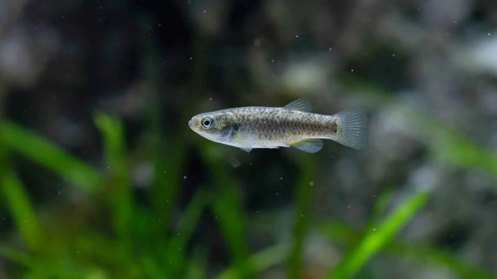 الجزائر.. العثور على سمكة مهددة بالانقراض (صورة)