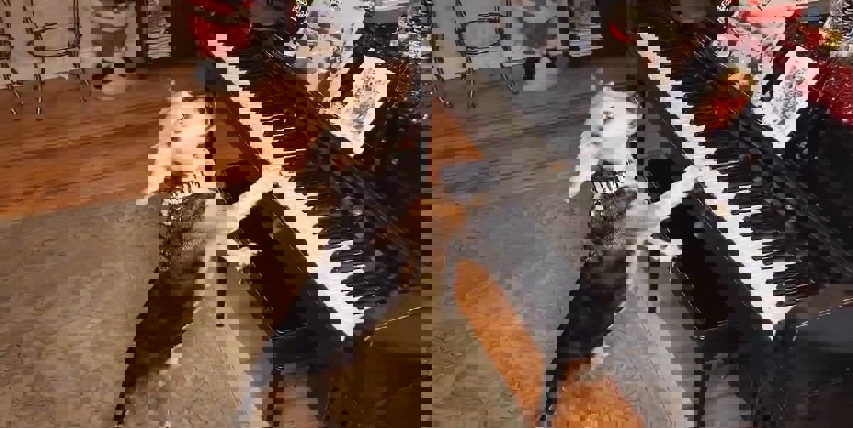 رحيل الكلب "عازف البيانو".. هكذا كانت آخر مقطوعاته الموسيقية (فيديو)