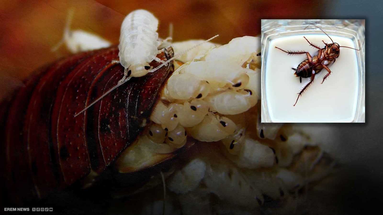 "حليب الصراصير".. هل يصبح غذاء المستقبل وجزءاً من وجباتنا؟ (فيديو إرم)