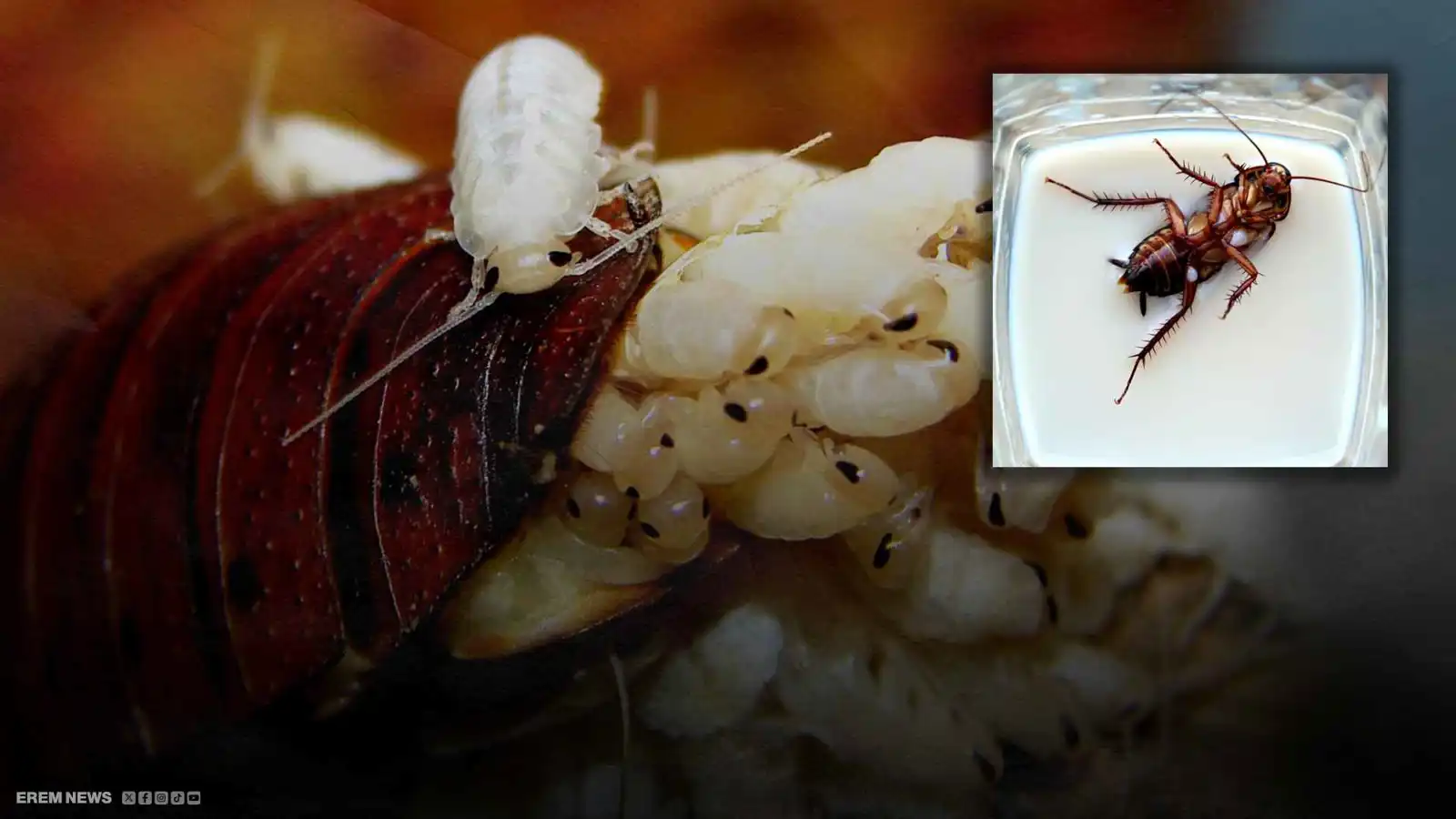 "حليب الصراصير".. هل يصبح غذاء المستقبل وجزءاً من وجباتنا؟ (فيديو إرم)