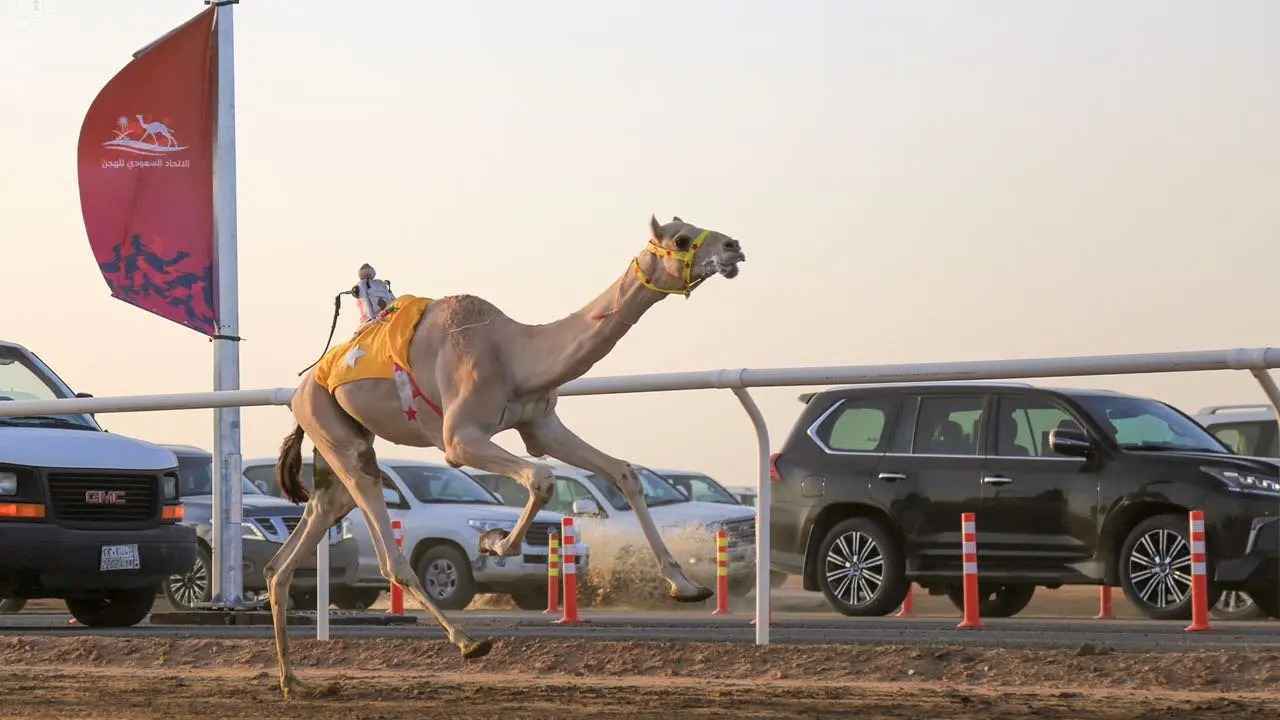 السعودية.. الهجن والصقور معًا في تجربة صيد فريدة (صور)