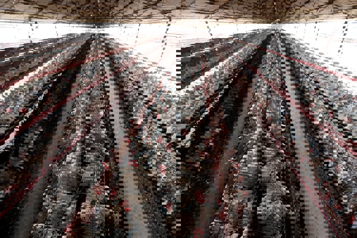 سيفتك بالبشرية أكثر من "كوفيد".. دعوات للتحرك ضد "إنفلونزا الطيور"