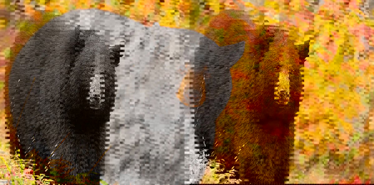 بالصور.. دب يهاجم سائحًا تايلانديًا بوحشية بعد استفزازه