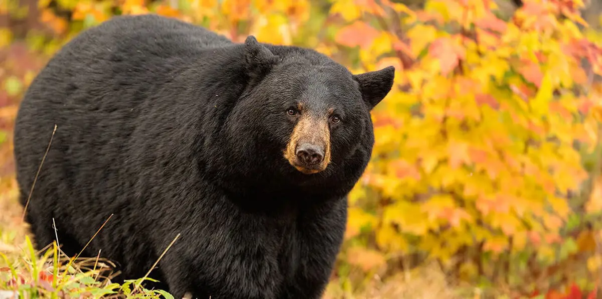 بالصور.. دب يهاجم سائحًا تايلانديًا بوحشية بعد استفزازه