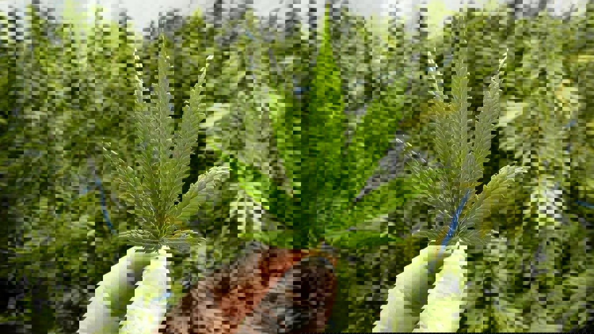 جنة الذهب الأخضر.. إسبانيا الأكثر استهلاكًا للماريجوانا 