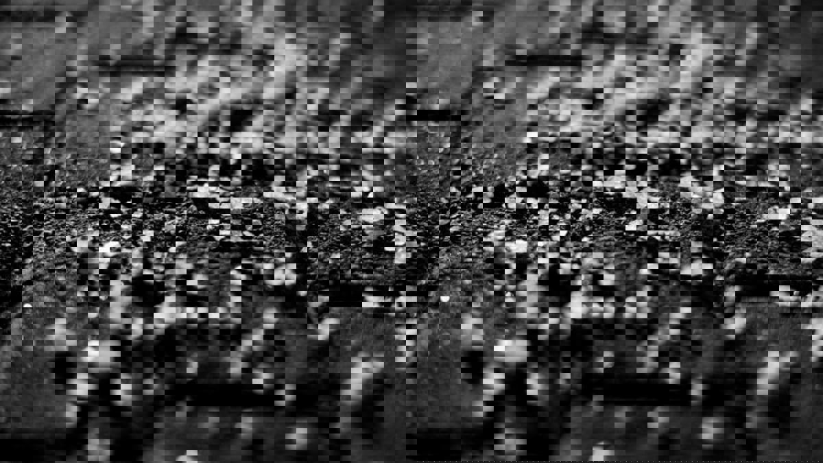 باحثون يحذرون من "أضرار" الملح المستخدم لإذابة الجليد على الطرقات