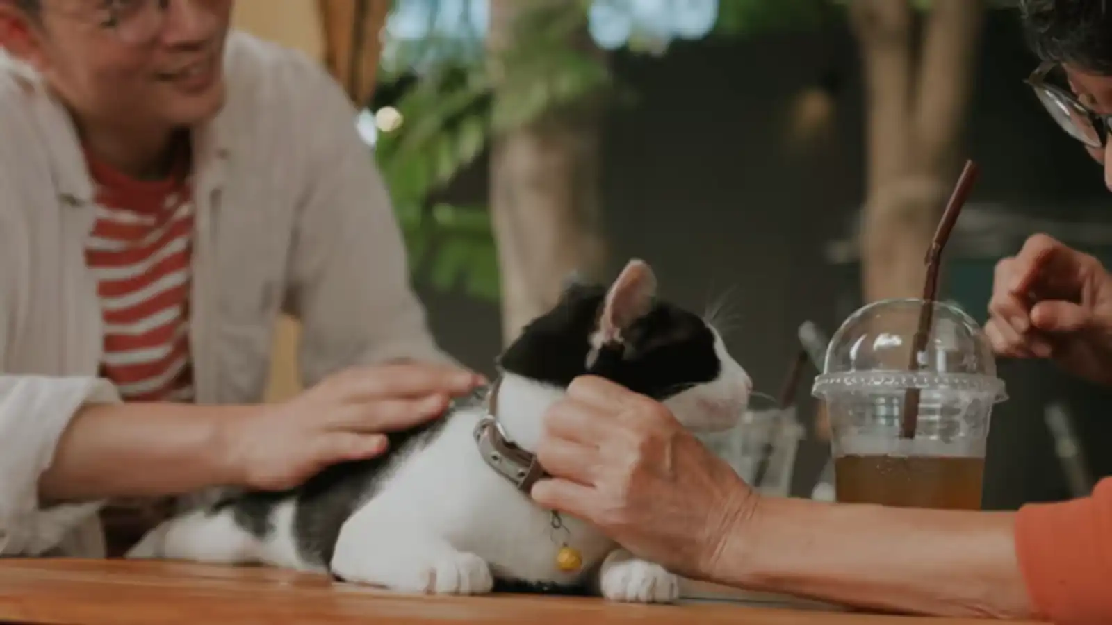 مقهى لافت يجمع محبي الترفيه والقطط في بابل العراقية (فيديو)