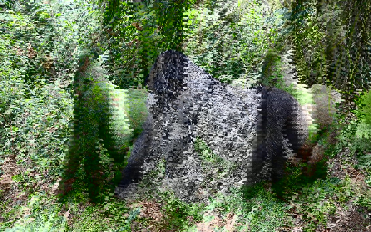 لحظة مرعبة.. ذكر غوريلا يفاجئ متنزهين خلال رحلة سفاري (فيديو)