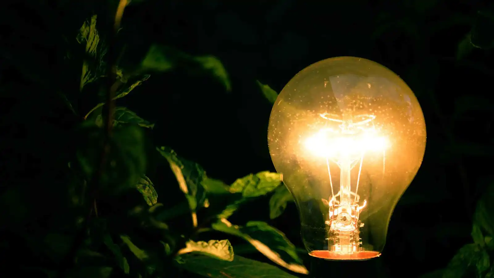 "يقتل الليل".. "الضوء الاصطناعي" يهدد الصحة والحياة البرية