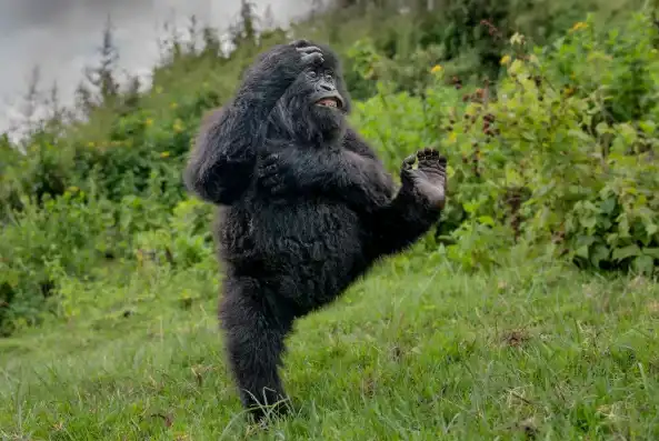 الصورة الرابحة