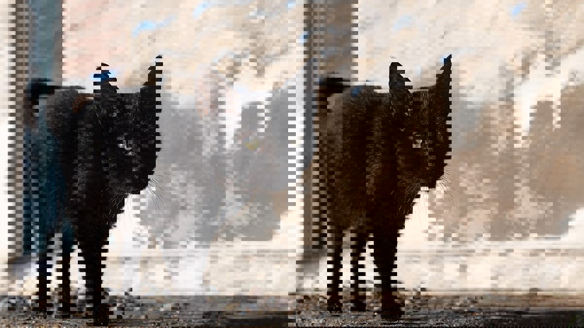 ما سر إيمان الناس بالخرافات؟