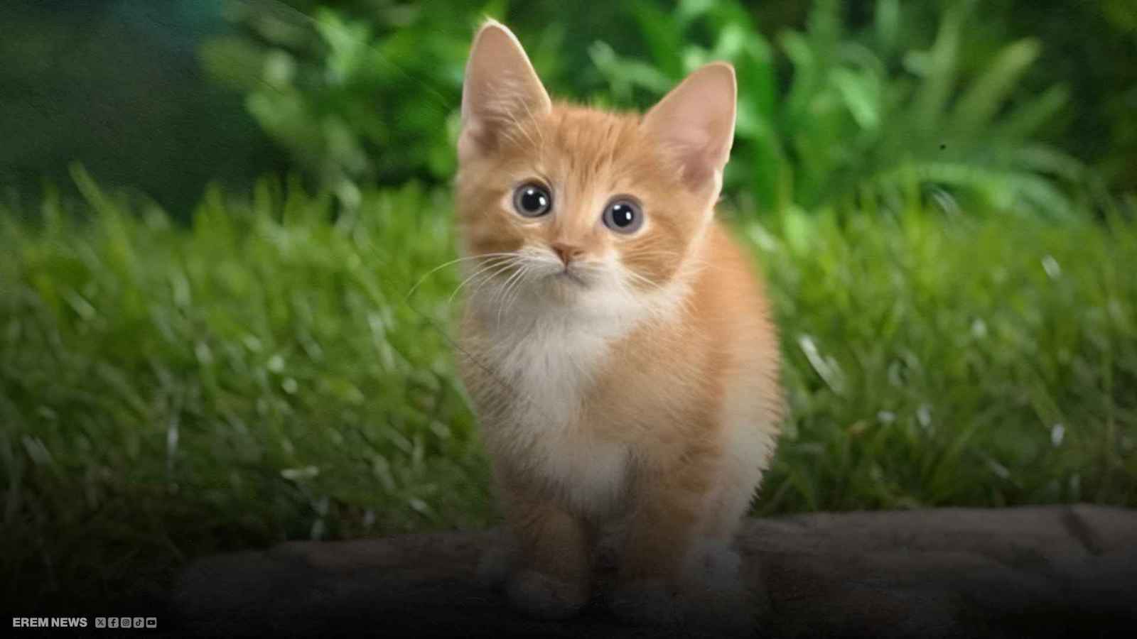 قط أشقر يمنح امرأة روسية 21 مليون روبل.. ما القصة؟