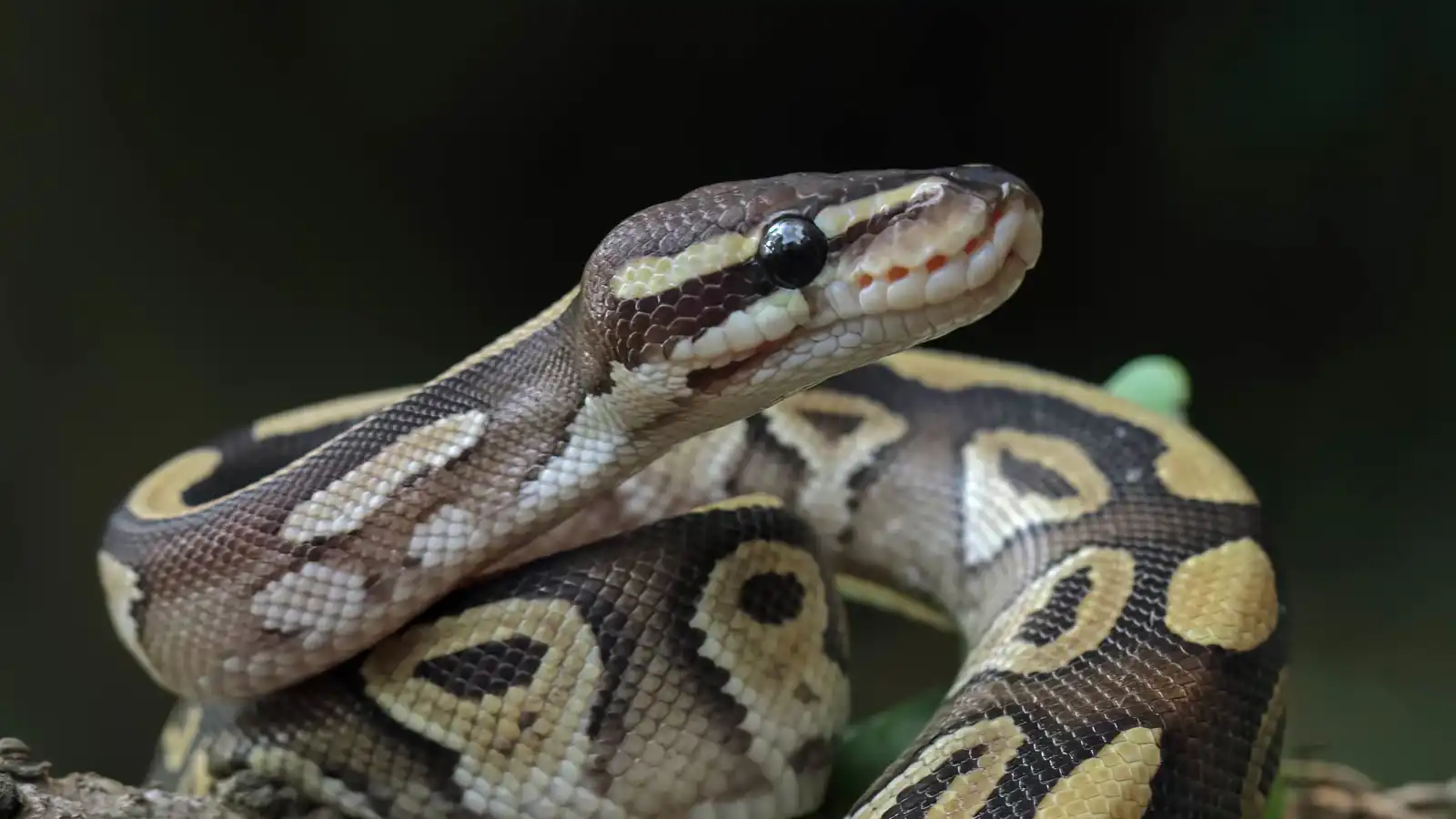 لماذا تلد بعض الثعابين صغارها؟.. العلم يرد (فيديو)