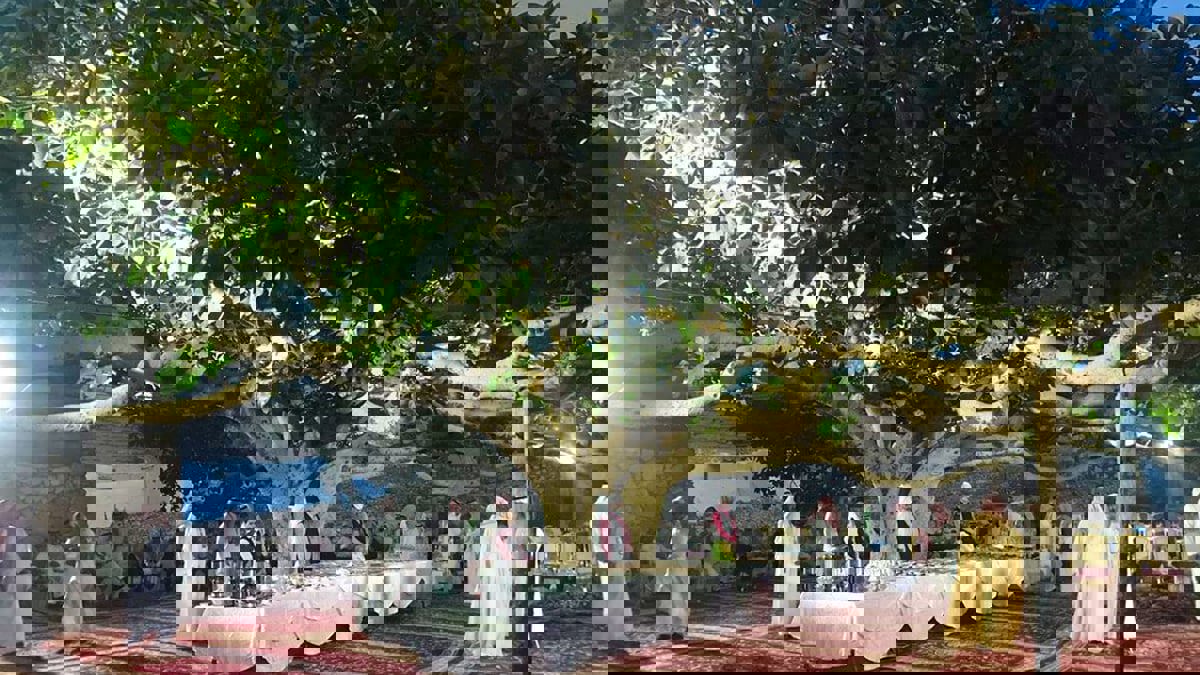 السعودية.. خطة لإنقاذ شجرة معمرة شهيرة تصارع الموت بسبب معتقدات خاطئة