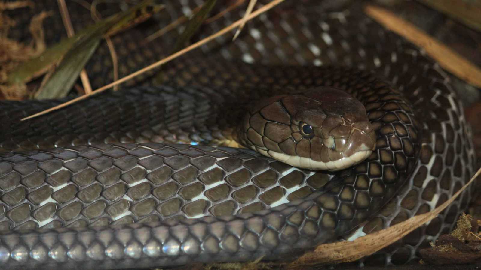 كيف يمكن لسموم الحيونات أن تعالج أمراضًا مستعصية؟