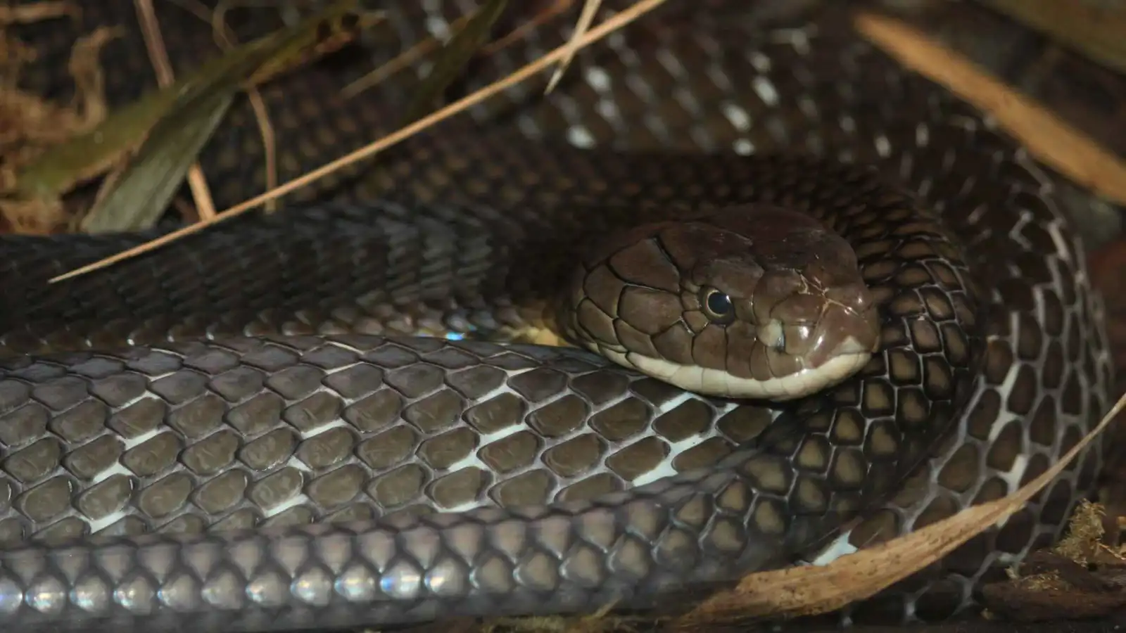 كيف يمكن لسموم الحيونات أن تعالج أمراضًا مستعصية؟