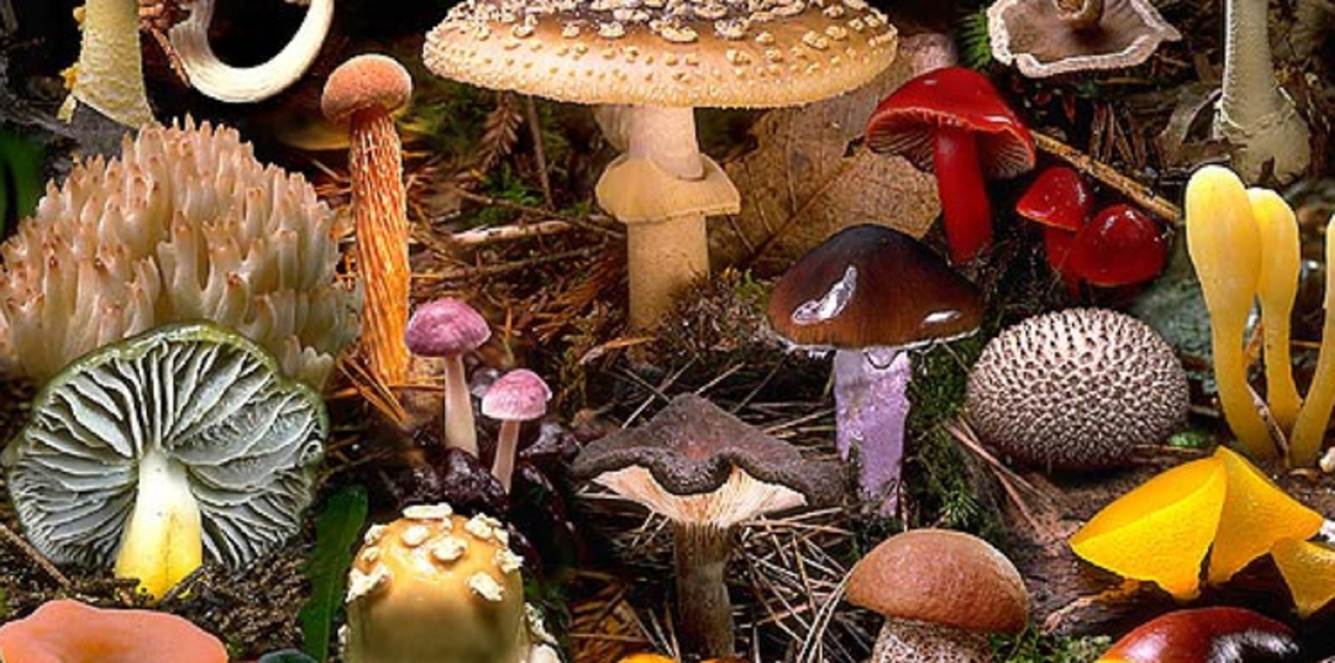 دراسة: الفطريات منجم ذهب لإنتاج مستحضرات طبية متنوعة