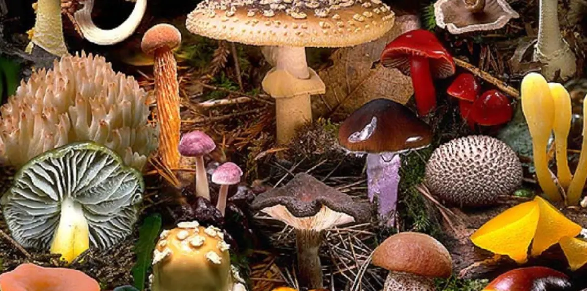 دراسة: الفطريات منجم ذهب لإنتاج مستحضرات طبية متنوعة