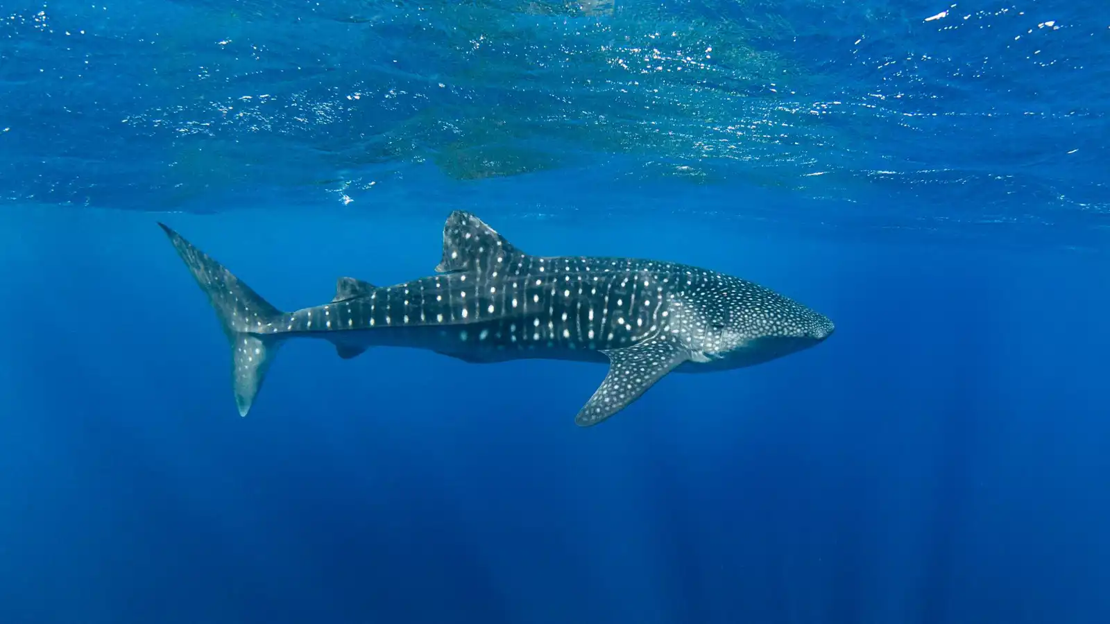 السلطات المصرية توقف صيادين بعد تعذيب سمكة قرش نادرة (فيديو)