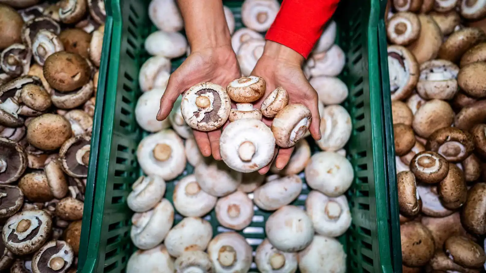 طريقة سهلة لزيادة نسبة "فيتامين د" في الفطر الطازج