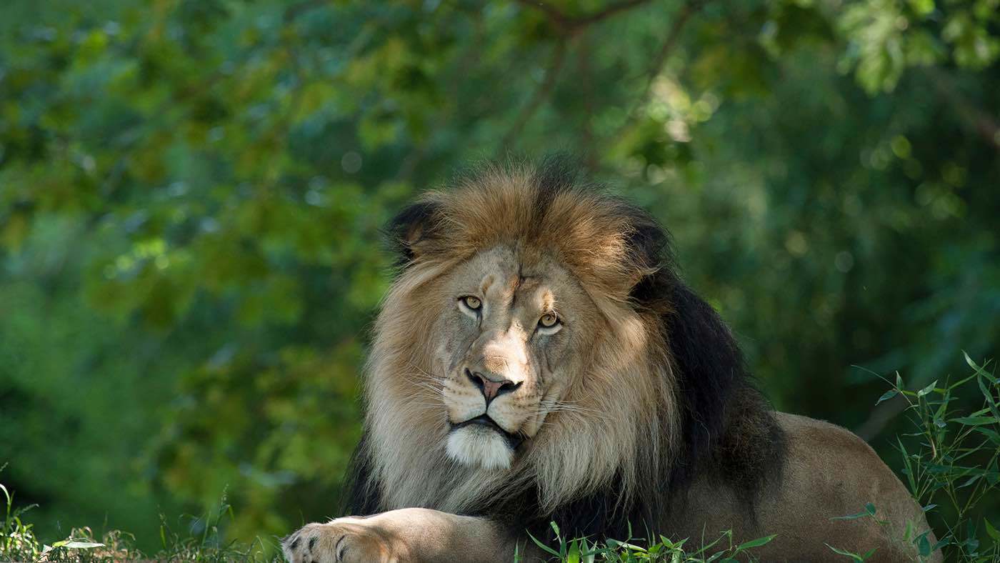 حقيقة هروب أسد من "السيرك الروسي العالمي" في مصر