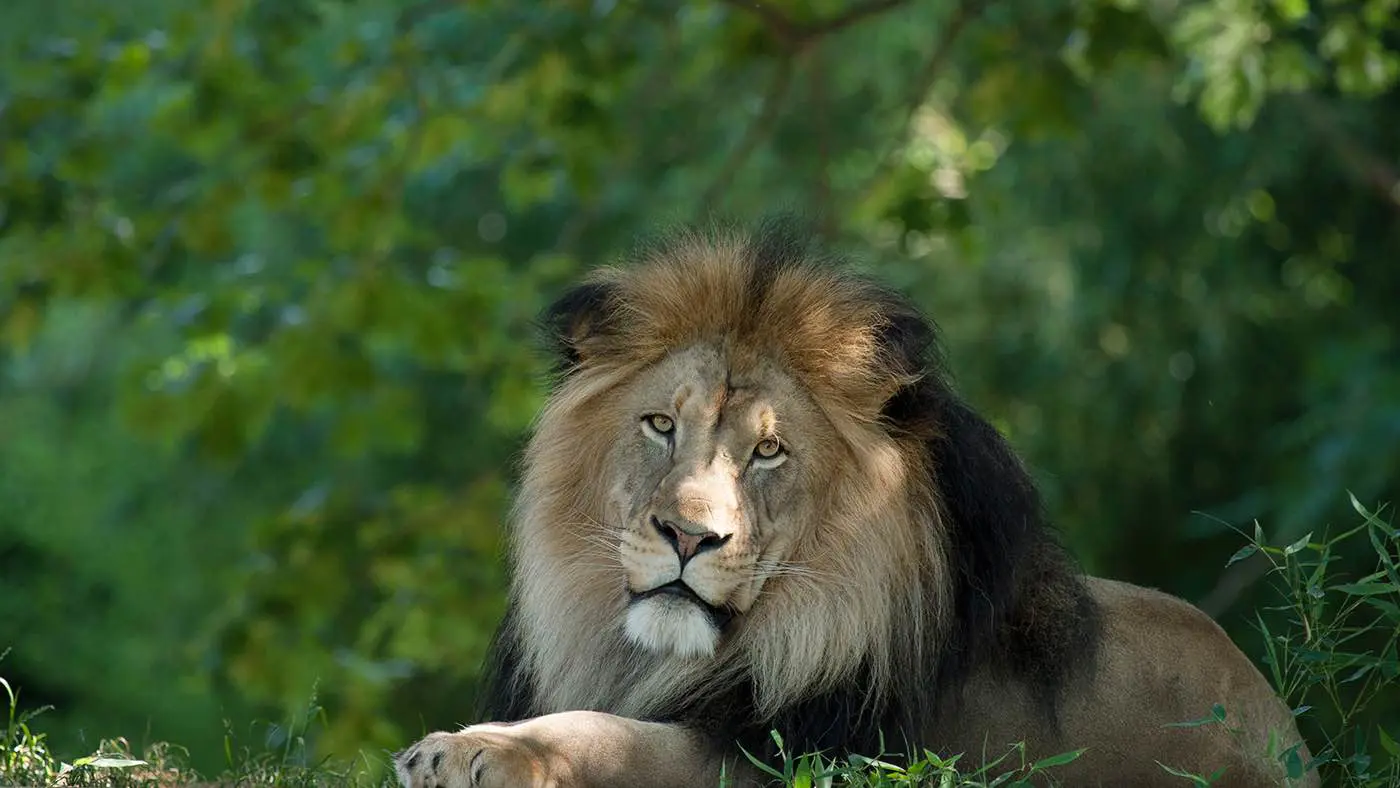 حقيقة هروب أسد من "السيرك الروسي العالمي" في مصر