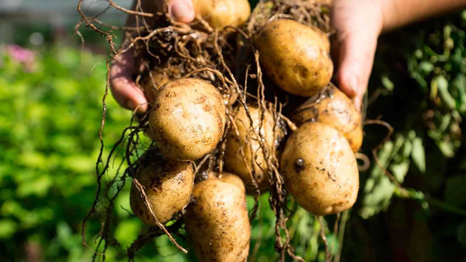 غنية بالفيتامينات.. نفايات البطاطا كنز للعناية بالبشرة