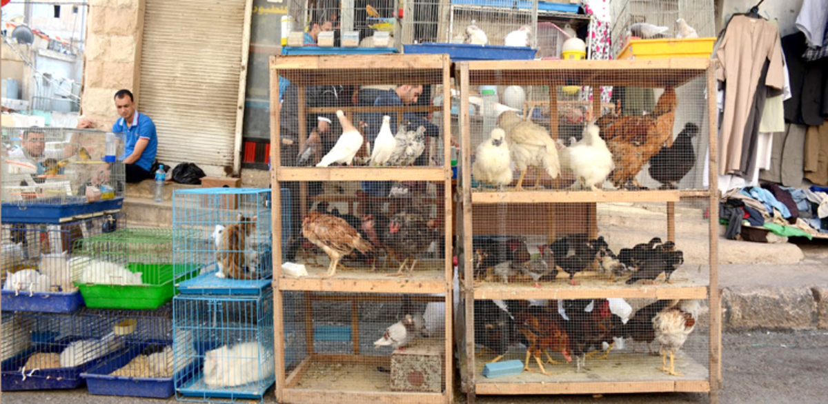 بدلًا من دعم المنتج المحلي.. الحكومة المصرية تتراجع عن إعفاء الدجاج المستورد من الجمارك