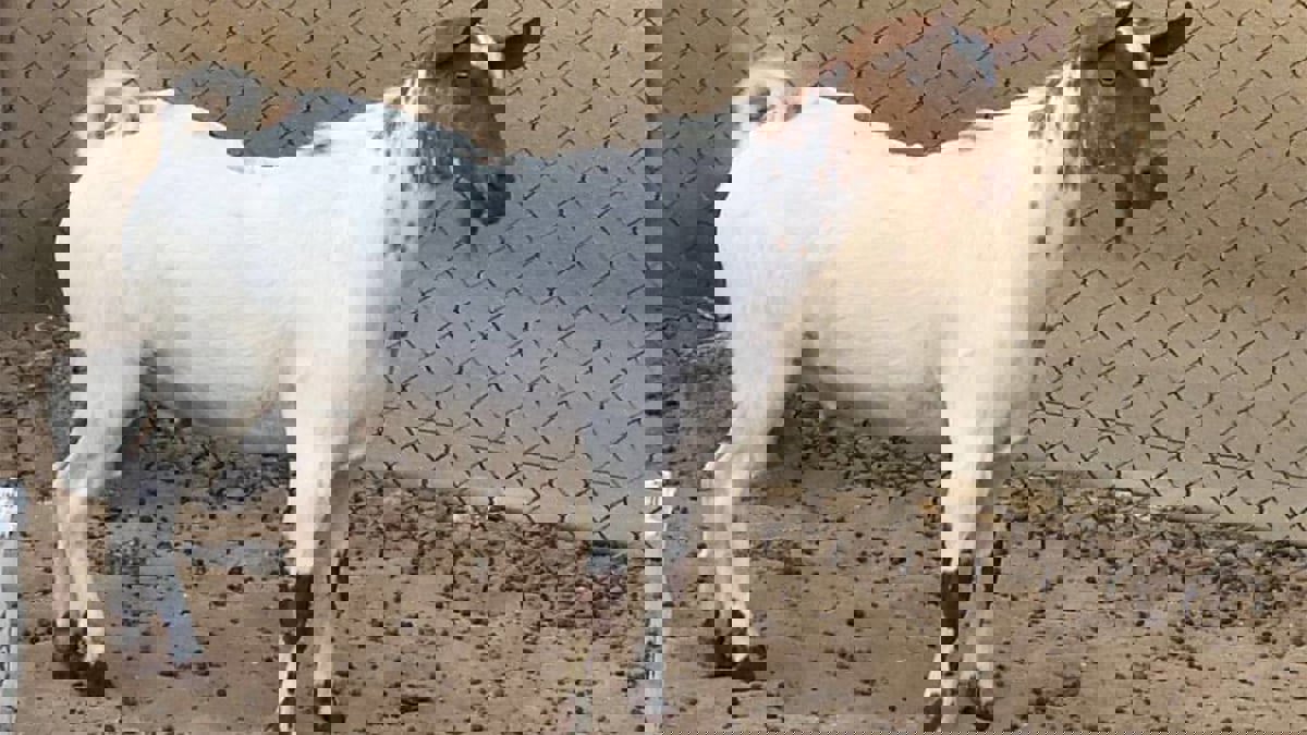 الإمارات.. "تيس" يتسبب بخلاف قضائي بين شخصين