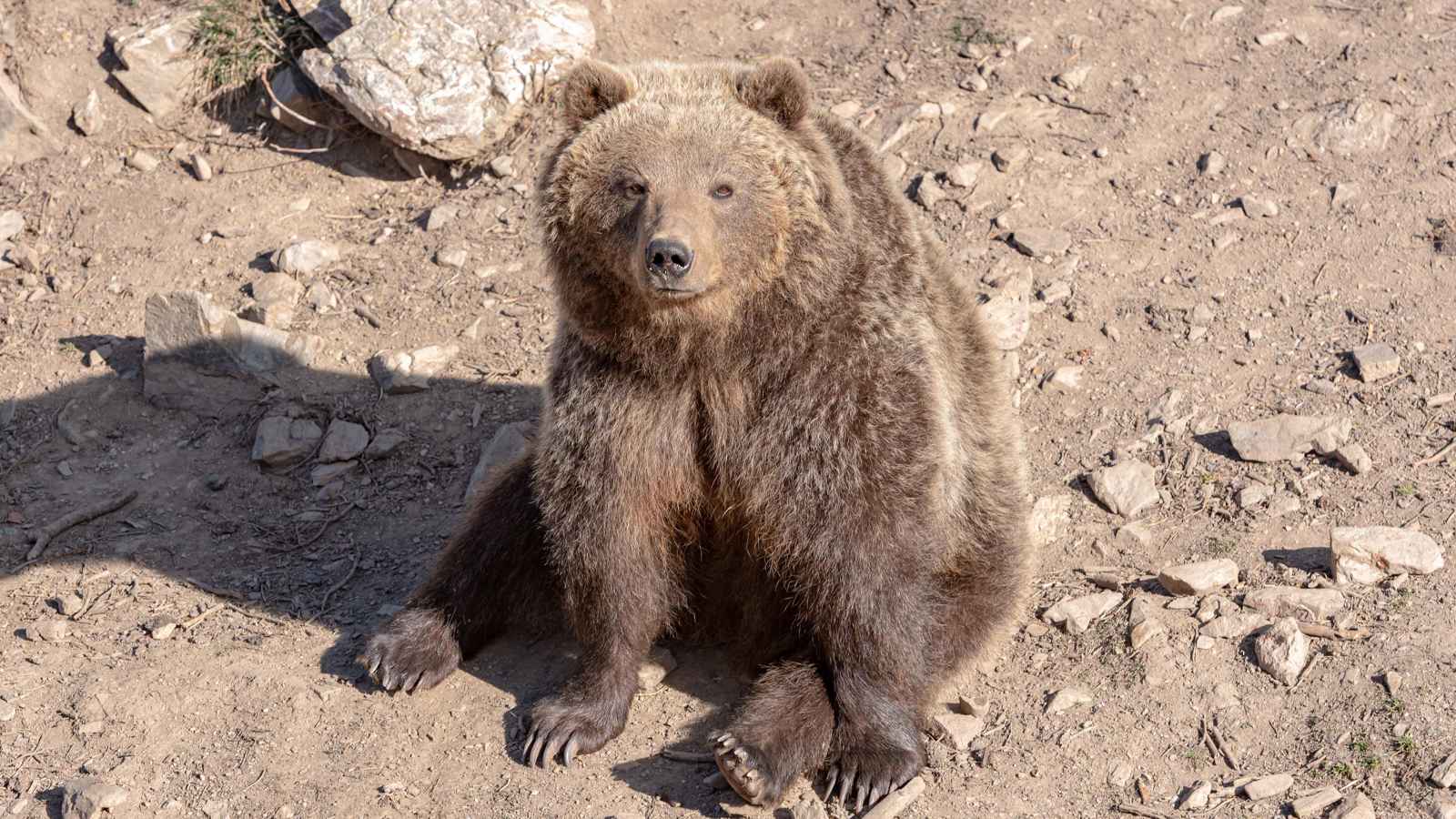 ما قصة فيديو الدب التائه بأرض قاحلة في كولومبيا؟