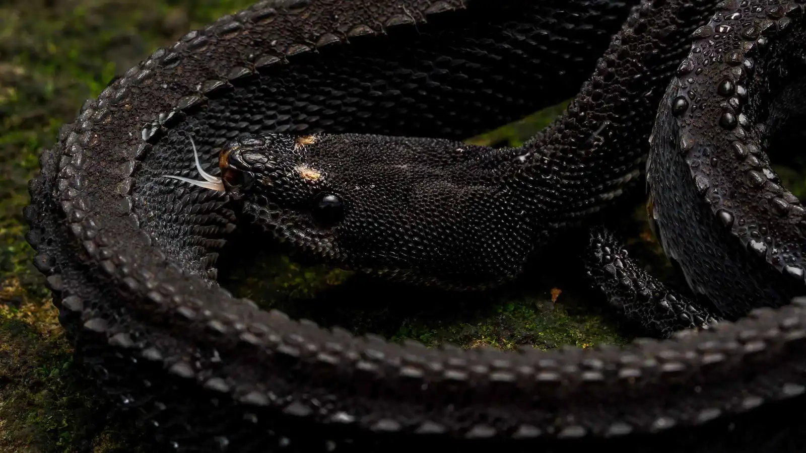 لماذا تخرج الثعابين بكثافة بعد المطر؟