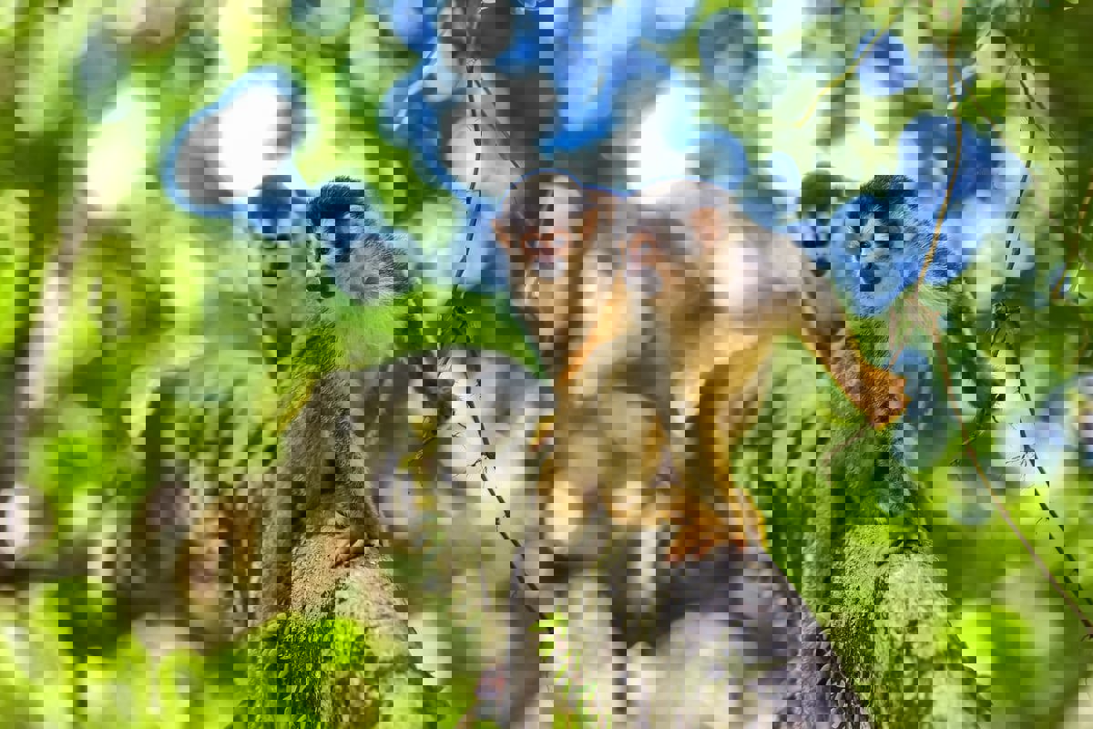 عضة قرد وراء أول إصابة بشرية بفيروس B المميت في هونغ كونغ