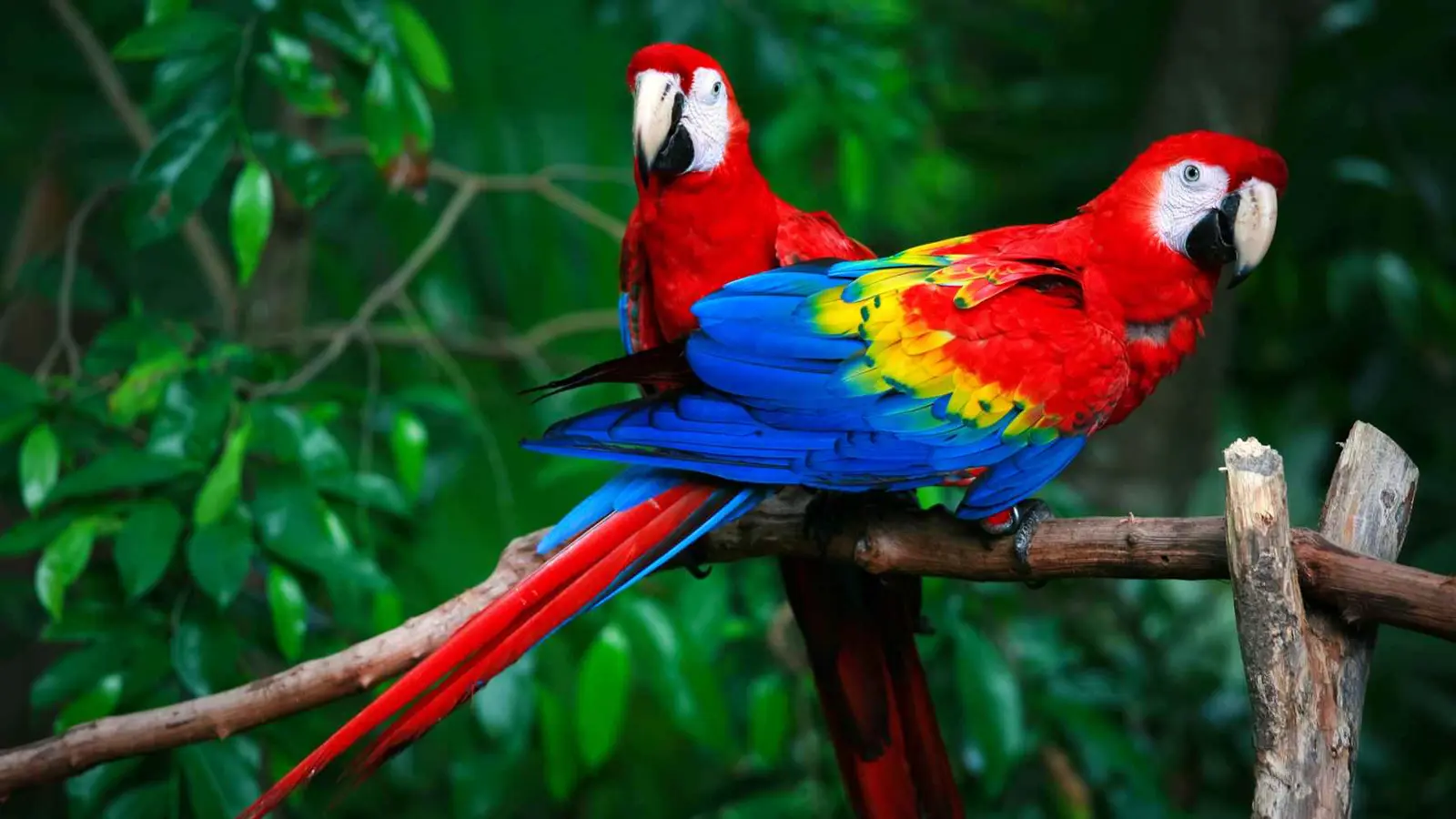 لماذا تتمتع الحيوانات الاستوائية بألوان زاهية؟