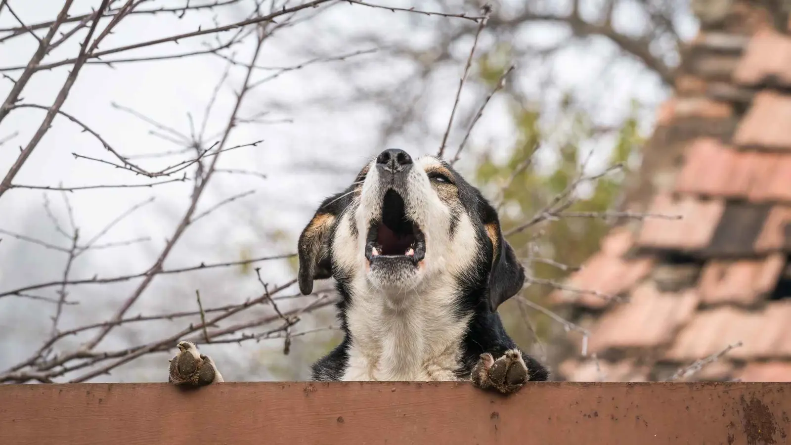 هجمات الكلاب على موزعي البريد تبلغ ذروتها في الولايات المتحدة