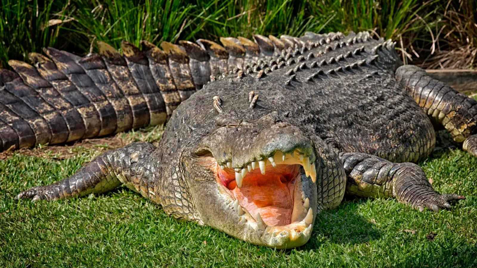 مصر.. "تمساح الجيزة" يثير الذعر في حدائق الأهرام